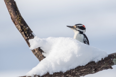 <i class='fa fa-user'></i>&nbsp;jan Luit&nbsp;|   Haarspecht&nbsp; <i class='fa fa-eye'>&nbsp;458</i> &nbsp; <i class='fa fa-comment-o'>&nbsp;4</i>