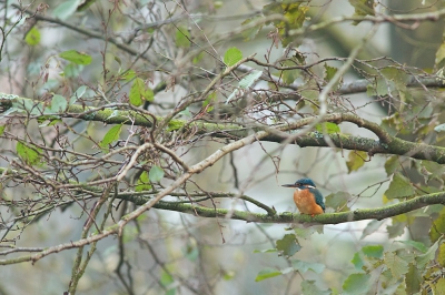 Bij de spreng in het dorp is weer vaak de ijsvogel te zien.
Het is een vrouwtje. Ze zit op een paar vaste plekjes. Gisteren liet ze zich goed benaderen. Ze zat klaar om te duiken. ga weer verder met mijn project "Vogels in mijn wijk".