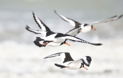 Liggend op het strand, de wind en koude trotserend om deze toch wel prachtige doch vaak ondergewaardeerde steltloper te bewonderen en op de gevoelige plaat vast te leggen ... tot er een jogger passeerde.