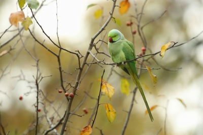 <i class='fa fa-user'></i>&nbsp;Frank Kremer&nbsp;|   Halsbandparkiet&nbsp; <i class='fa fa-eye'>&nbsp;389</i> &nbsp;<i class='fa fa-thumbs-up'>&nbsp;1</i> &nbsp; <i class='fa fa-comment-o'>&nbsp;6</i>