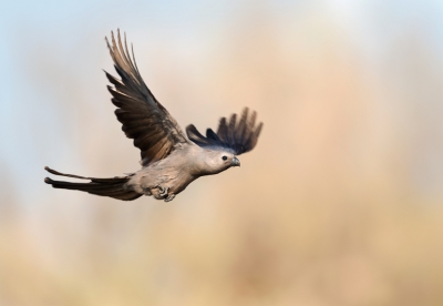 <i class='fa fa-user'></i>&nbsp;Wim Werrelman&nbsp;|   Vale Toerako&nbsp; <i class='fa fa-eye'>&nbsp;412</i> &nbsp;<i class='fa fa-thumbs-up'>&nbsp;1</i> &nbsp; <i class='fa fa-comment-o'>&nbsp;2</i>