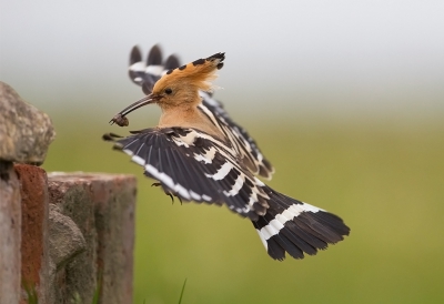 <i class='fa fa-user'></i>&nbsp;charlysax&nbsp;|   Hop&nbsp; <i class='fa fa-eye'>&nbsp;799</i> &nbsp;<i class='fa fa-thumbs-up'>&nbsp;10</i> &nbsp; <i class='fa fa-comment-o'>&nbsp;12</i>