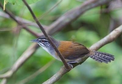 <i class='fa fa-user'></i>&nbsp;charlysax&nbsp;|   Knevelwinterkoning&nbsp; <i class='fa fa-eye'>&nbsp;256</i> &nbsp;<i class='fa fa-thumbs-up'>&nbsp;1</i> &nbsp; <i class='fa fa-comment-o'>&nbsp;1</i>