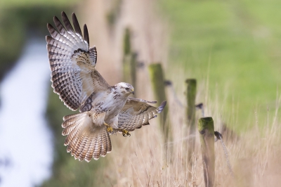 <i class='fa fa-user'></i>&nbsp;ep&nbsp;|   Buizerd&nbsp; <i class='fa fa-eye'>&nbsp;586</i> &nbsp;<i class='fa fa-thumbs-up'>&nbsp;9</i> &nbsp; <i class='fa fa-comment-o'>&nbsp;14</i>