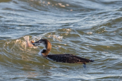 <i class='fa fa-user'></i>&nbsp;Conny Schotanus&nbsp;|   IJsduiker&nbsp; <i class='fa fa-eye'>&nbsp;438</i> &nbsp;<i class='fa fa-thumbs-up'>&nbsp;2</i> &nbsp; <i class='fa fa-comment-o'>&nbsp;8</i>