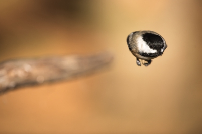 <i class='fa fa-user'></i>&nbsp;jan Luit&nbsp;|   Amerikaanse Matkop&nbsp; <i class='fa fa-eye'>&nbsp;663</i> &nbsp;<i class='fa fa-thumbs-up'>&nbsp;1</i> &nbsp; <i class='fa fa-comment-o'>&nbsp;9</i>