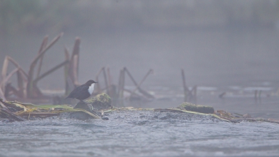 <i class='fa fa-user'></i>&nbsp;Gert-Jan Cromwijk&nbsp;|   Waterspreeuw&nbsp; <i class='fa fa-eye'>&nbsp;532</i> &nbsp;<i class='fa fa-thumbs-up'>&nbsp;3</i> &nbsp; <i class='fa fa-comment-o'>&nbsp;9</i>