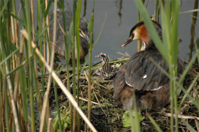 Uit de oude doos van vorig jaar. Pas uit het ei gekropen futenjong begroet zijn vader. Opname 300 mm, F 5.6, 1/320 sec.
Reeds eerder geplaatst, maar op advies van Digidaan, uitsnede groter gemaakt en kwaliteit wel iets lager gemaakt ivm uploadbeperkingen.