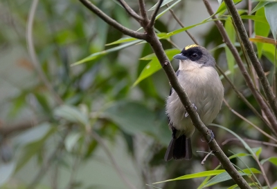 <i class='fa fa-user'></i>&nbsp;charlysax&nbsp;|   Zwartbriltangare&nbsp; <i class='fa fa-eye'>&nbsp;190</i> &nbsp; <i class='fa fa-comment-o'>&nbsp;2</i>