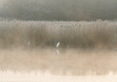 In de mist zag ik twee reigers staan. De grote zilverreiger er de blauwe reiger. Netjes naast elkaar.