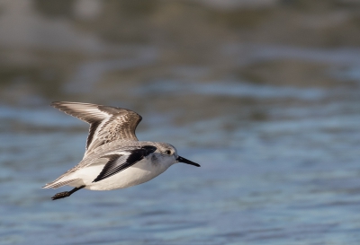Regelmatig vloog er een groepje drieteenstrandlopers op.
Deze bleef een beetje achter zodat ik die mooi vrij kon fotograferen.