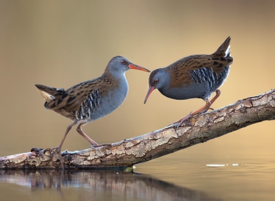 <i class='fa fa-user'></i>&nbsp;Ton D�pp&nbsp;|   Waterral&nbsp; <i class='fa fa-eye'>&nbsp;1039</i> &nbsp;<i class='fa fa-thumbs-up'>&nbsp;34</i> &nbsp; <i class='fa fa-comment-o'>&nbsp;34</i>