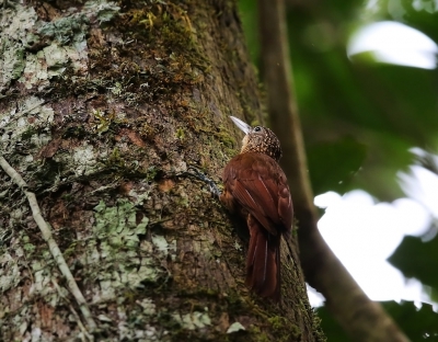 <i class='fa fa-user'></i>&nbsp;Theo Hendriks&nbsp;|   Priemsnavelmuisspecht&nbsp; <i class='fa fa-eye'>&nbsp;275</i> &nbsp; <i class='fa fa-comment-o'>&nbsp;2</i>