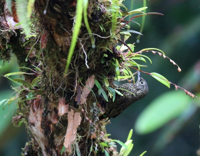 <i class='fa fa-user'></i>&nbsp;Theo Hendriks&nbsp;|   Olijfrugmuisspecht&nbsp; <i class='fa fa-eye'>&nbsp;303</i> &nbsp; <i class='fa fa-comment-o'>&nbsp;2</i>