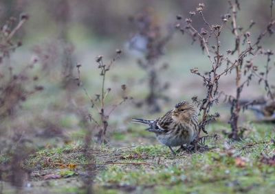 <i class='fa fa-user'></i>&nbsp;Leon Walraven&nbsp;|   Frater&nbsp; <i class='fa fa-eye'>&nbsp;573</i> &nbsp;<i class='fa fa-thumbs-up'>&nbsp;9</i> &nbsp; <i class='fa fa-comment-o'>&nbsp;13</i>