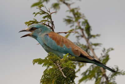 Tijdens deze vakantie kwam ik de scharrelaar bijna wel dagelijks tegen. Dit vond ik ook wel een leuke foto van de vele foto's die ik heb kunnen maken.