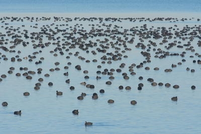 <i class='fa fa-user'></i>&nbsp;Monika&nbsp;|   Meerkoet&nbsp; <i class='fa fa-eye'>&nbsp;404</i> &nbsp;<i class='fa fa-thumbs-up'>&nbsp;8</i> &nbsp; <i class='fa fa-comment-o'>&nbsp;13</i>