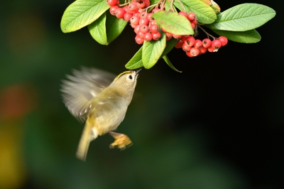 <i class='fa fa-user'></i>&nbsp;Mies&nbsp;|   Goudhaan&nbsp; <i class='fa fa-eye'>&nbsp;584</i> &nbsp;<i class='fa fa-thumbs-up'>&nbsp;6</i> &nbsp; <i class='fa fa-comment-o'>&nbsp;10</i>