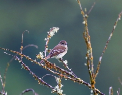 <i class='fa fa-user'></i>&nbsp;Theo Hendriks&nbsp;|   Olijfkuiftiran&nbsp; <i class='fa fa-eye'>&nbsp;267</i> &nbsp; <i class='fa fa-comment-o'>&nbsp;3</i>