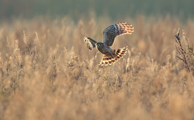 <i class='fa fa-user'></i>&nbsp;Johan Scholtens&nbsp;|   Blauwe Kiekendief&nbsp; <i class='fa fa-eye'>&nbsp;582</i> &nbsp;<i class='fa fa-thumbs-up'>&nbsp;3</i> &nbsp; <i class='fa fa-comment-o'>&nbsp;8</i>