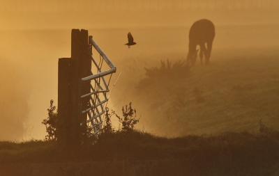 <i class='fa fa-user'></i>&nbsp;Fons Hoiting&nbsp;|   Spreeuw&nbsp; <i class='fa fa-eye'>&nbsp;527</i> &nbsp;<i class='fa fa-thumbs-up'>&nbsp;6</i> &nbsp; <i class='fa fa-comment-o'>&nbsp;16</i>