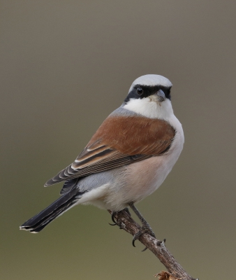 <i class='fa fa-user'></i>&nbsp;Ben Reitsma&nbsp;|   Grauwe Klauwier&nbsp; <i class='fa fa-eye'>&nbsp;683</i> &nbsp;<i class='fa fa-thumbs-up'>&nbsp;7</i> &nbsp; <i class='fa fa-comment-o'>&nbsp;10</i>