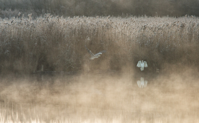 De mist trok over het water. Het was apart dat de grote zilverreiger even vrij stond. Mooi om te zien. Eerst vloog de blauwe reiger weg. Daarna volde de zilverreiger. Een klein stukje verder langs de vaart streken ze neer.