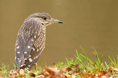 Een juveniele Kwak in een parkje bij een woonwijk. Toch maar even gaan kijken, zo vaak kom je deze soort niet tegen.... Stond mooi langs de rand van vijver.