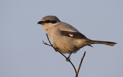 Beste,
Dit is mijn eerste foto op Birdpix. Het is geen foto die een verhaal vertelt maar het was wel een prachtige ontmoeting.
Ik had samen met Thijs Glastra afgesproken om deze soort te gaan zoeken op Planken Wambuis.
Voor die plek bereikt was kwamen we hem al snel tegen en hebben we enkele foto's gemaakt van een afstand. Echter konden we steeds dichterbij geraken en hij/zij stoorde zich helemaal niet aan ons. We wisten na een tijdje welke boompjes hij graag gebruikte en zijn dan eens blijven staan bij zo eentje. Een blauwe kiek zorgde even voor verwarring waardoor we hem/haar even kwijt waren. Op een bepaald moment komt hij/zij terug aangevlogen en gaat zitten in het boompje. De afstand was ongeveer 5 meter. Mijn autofocus wilde even niet meewerken wat voor wat extra stress zorgde maar hij ging spoedig terug vlot. Na enkele dwarse foto's keek hij me ook even recht in de ogen en dit was een prachtige ervaring. De eerste keer dat ik een klapekster zag en ook nog eens zo dichtbij!
Groeten,
Gert-Jan
