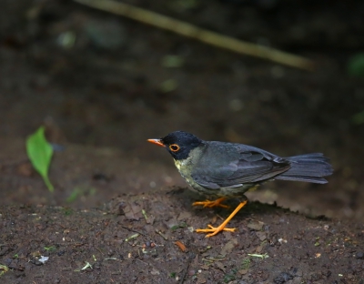 <i class='fa fa-user'></i>&nbsp;Theo Hendriks&nbsp;|   Sclaters Dwerglijster&nbsp; <i class='fa fa-eye'>&nbsp;297</i> &nbsp;<i class='fa fa-thumbs-up'>&nbsp;1</i> &nbsp; <i class='fa fa-comment-o'>&nbsp;2</i>