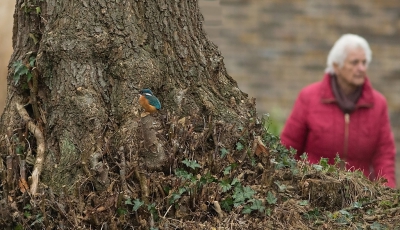 Bij mij om de hoek in Ugchelen zit een ijsvogeltje.
Veel mensen uit de wijk lopen er achteloos aan voorbij. Zo ook deze mevrouw die ik wel ken.
Ze woont in dezelfde straat.
Ik wachtte haar op een zei: Mooi dat ijsvogeltje he!
Waar? Ik liet haar mijn foto zien op mijn schermpje en het bewijs was geleverd.
Helaas was het vogeltje doorgevlogen.
Ze vroeg nog: stuur je hem op naar de krant?