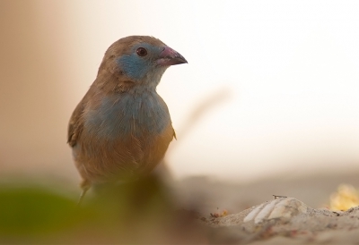 <i class='fa fa-user'></i>&nbsp;charlysax&nbsp;|   Blauwfazantje&nbsp; <i class='fa fa-eye'>&nbsp;262</i> &nbsp; <i class='fa fa-comment-o'>&nbsp;5</i>