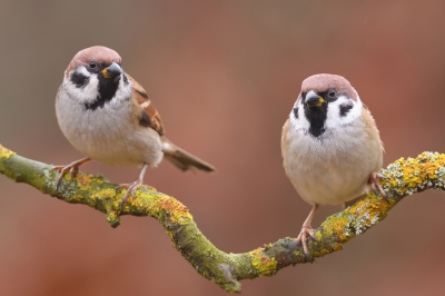 <i class='fa fa-user'></i>&nbsp;Johan G&nbsp;|   Ringmus&nbsp; <i class='fa fa-eye'>&nbsp;437</i> &nbsp;<i class='fa fa-thumbs-up'>&nbsp;3</i> &nbsp; <i class='fa fa-comment-o'>&nbsp;7</i>