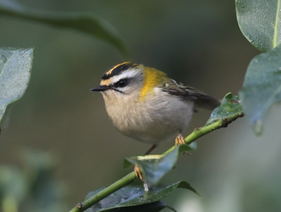 <i class='fa fa-user'></i>&nbsp;loek van de Leur&nbsp;|   Vuurgoudhaan&nbsp; <i class='fa fa-eye'>&nbsp;435</i> &nbsp;<i class='fa fa-thumbs-up'>&nbsp;4</i> &nbsp; <i class='fa fa-comment-o'>&nbsp;10</i>