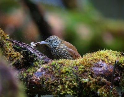 <i class='fa fa-user'></i>&nbsp;Theo Hendriks&nbsp;|   Bergmuisspecht&nbsp; <i class='fa fa-eye'>&nbsp;221</i> &nbsp; <i class='fa fa-comment-o'>&nbsp;2</i>