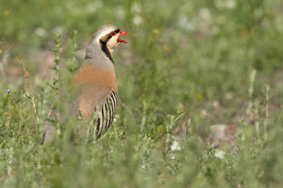 <i class='fa fa-user'></i>&nbsp;david&nbsp;|   Aziatische Steenpatrijs&nbsp; <i class='fa fa-eye'>&nbsp;249</i> &nbsp; <i class='fa fa-comment-o'>&nbsp;1</i>