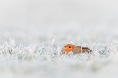 <i class='fa fa-user'></i>&nbsp;Hans Overduin&nbsp;|   Patrijs&nbsp; <i class='fa fa-eye'>&nbsp;843</i> &nbsp;<i class='fa fa-thumbs-up'>&nbsp;25</i> &nbsp; <i class='fa fa-comment-o'>&nbsp;26</i>