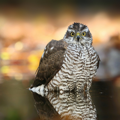 Het blijft indrukwekkend zodra er een rover in de buurt is. De meeste vogeltjes hoor je dan alarmeren en vervolgens is het ontzettend stil.
Hier zat een sperwer er lekker op haar gemakje bij in het mooie herfstlicht!