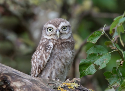 Nog een zomerse foto. Afgelopen zomer heb ik een koppeltje steenuilen gevolgd. Ze hadden hun nest in een oude appelboom gemaakt, te midden in een oude boomgaard. Een typische beeld voor deze uiltjes. Ik had het geluk om toestemming te krijgen van de eigenaar om foto's te mogen maken op zijn terrein. Op een mooie avond kon ik een van de jonge uiltjes van heel dichtbij fotograferen.