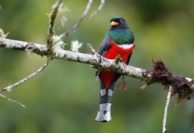 <i class='fa fa-user'></i>&nbsp;charlysax&nbsp;|   Maskertrogon&nbsp; <i class='fa fa-eye'>&nbsp;253</i> &nbsp;<i class='fa fa-thumbs-up'>&nbsp;3</i> &nbsp; <i class='fa fa-comment-o'>&nbsp;10</i>