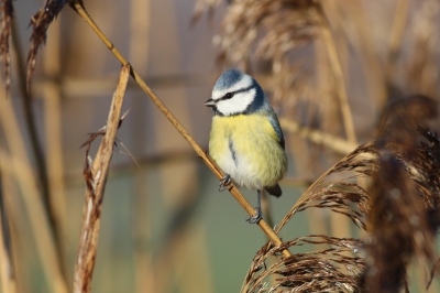 Vandaag voor de tweede keer met mijn nieuwe camera op pad. Even oefenen op de wat makkelijkere soorten. Deze pimpelmees zat mooi in het riet en was niet ontevreden over het resultaat.
