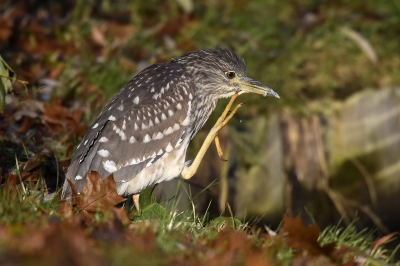 <i class='fa fa-user'></i>&nbsp;Gerard Visser&nbsp;|   Kwak&nbsp; <i class='fa fa-eye'>&nbsp;351</i> &nbsp;<i class='fa fa-thumbs-up'>&nbsp;2</i> &nbsp; <i class='fa fa-comment-o'>&nbsp;23</i>