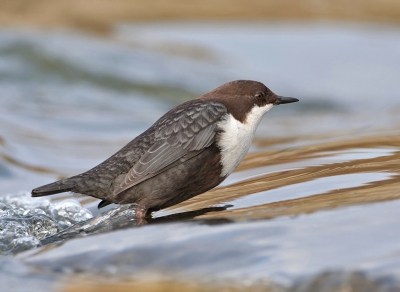 <i class='fa fa-user'></i>&nbsp;Alfred Berkhof&nbsp;|   Waterspreeuw&nbsp; <i class='fa fa-eye'>&nbsp;454</i> &nbsp;<i class='fa fa-thumbs-up'>&nbsp;6</i> &nbsp; <i class='fa fa-comment-o'>&nbsp;13</i>