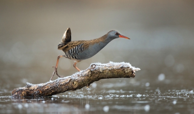 <i class='fa fa-user'></i>&nbsp;Ton D�pp&nbsp;|   Waterral&nbsp; <i class='fa fa-eye'>&nbsp;682</i> &nbsp;<i class='fa fa-thumbs-up'>&nbsp;13</i> &nbsp; <i class='fa fa-comment-o'>&nbsp;10</i>