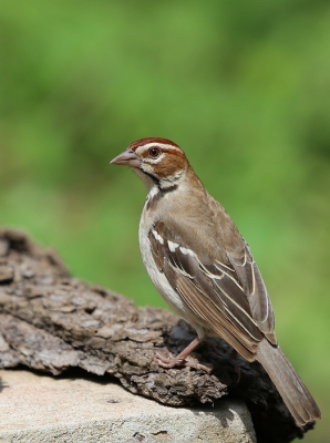 <i class='fa fa-user'></i>&nbsp;RonVerdonk&nbsp;|   Roestwangwever&nbsp; <i class='fa fa-eye'>&nbsp;254</i> &nbsp; <i class='fa fa-comment-o'>&nbsp;2</i>