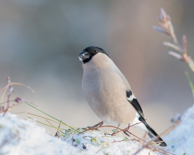 <i class='fa fa-user'></i>&nbsp;Marie-Jos� Boon&nbsp;|   Goudvink&nbsp; <i class='fa fa-eye'>&nbsp;477</i> &nbsp;<i class='fa fa-thumbs-up'>&nbsp;4</i> &nbsp; <i class='fa fa-comment-o'>&nbsp;12</i>
