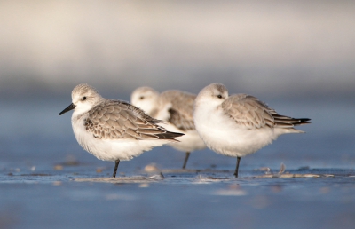 <i class='fa fa-user'></i>&nbsp;Gerrit Stam&nbsp;|   Drieteenstrandloper&nbsp; <i class='fa fa-eye'>&nbsp;325</i> &nbsp;<i class='fa fa-thumbs-up'>&nbsp;2</i> &nbsp; <i class='fa fa-comment-o'>&nbsp;10</i>