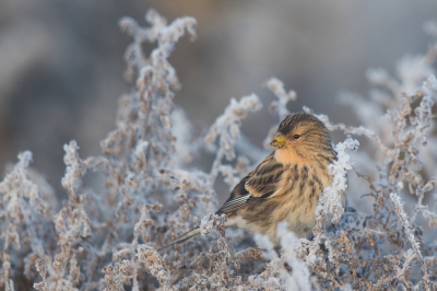 <i class='fa fa-user'></i>&nbsp;Eric M&nbsp;|   Frater&nbsp; <i class='fa fa-eye'>&nbsp;638</i> &nbsp;<i class='fa fa-thumbs-up'>&nbsp;17</i> &nbsp; <i class='fa fa-comment-o'>&nbsp;16</i>