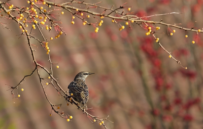 De eerste dag dat de pestvogels niet meer te zien waren. Te laat dus. Dan maar de spreeuw erop gezet. Ondergewaardeerde vogel vind ik. Ze zijn erg mooi.