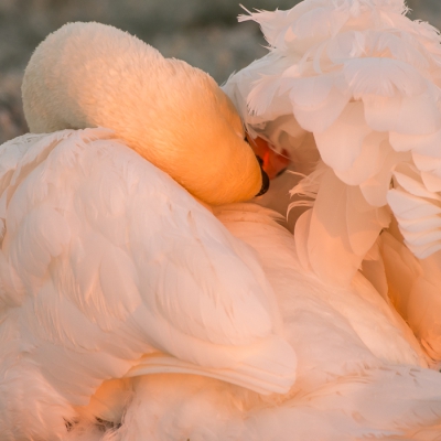 <i class='fa fa-user'></i>&nbsp;christina&nbsp;|   Knobbelzwaan&nbsp; <i class='fa fa-eye'>&nbsp;287</i> &nbsp; <i class='fa fa-comment-o'>&nbsp;5</i>